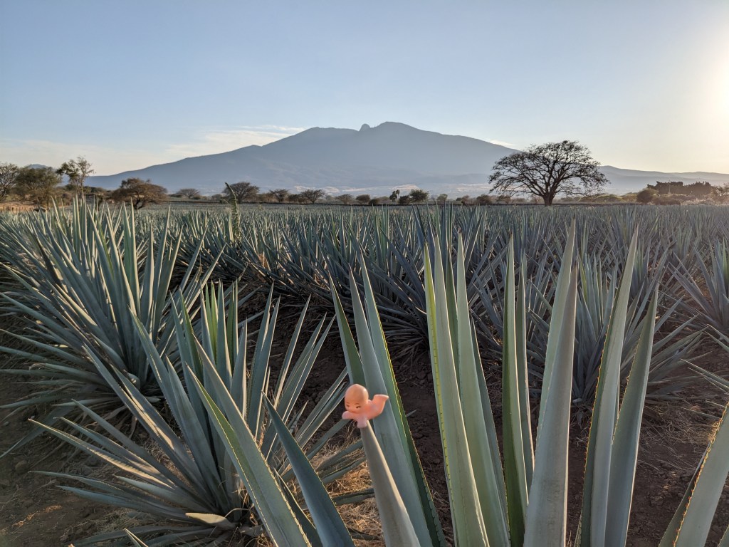 Agave Farm