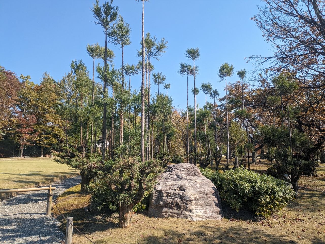 Stone feature and tall pine trees in the grounds of Nijo Castle, Kyoto