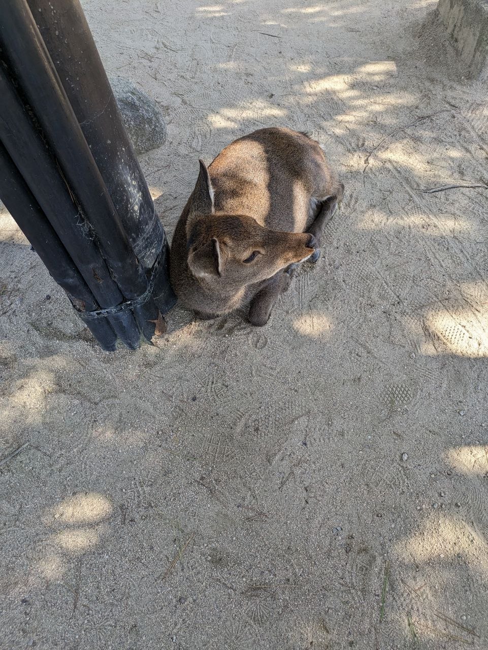 Sika deer resting near the shrine on Miyajima Island
