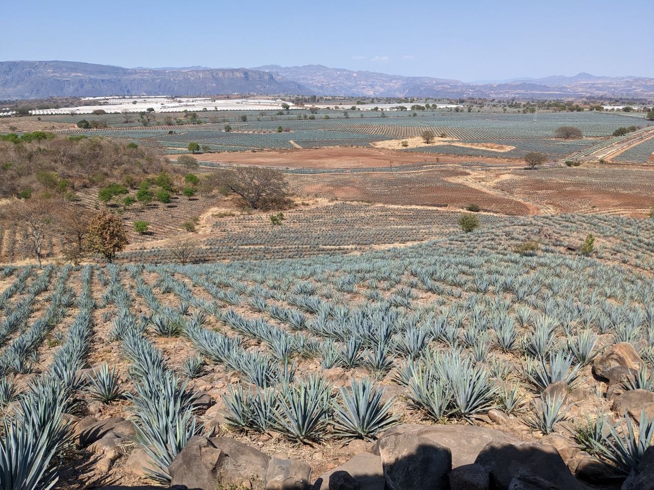 Traditional stone tahona wheel used for crushing cooked agave at a distillery in Tequila
