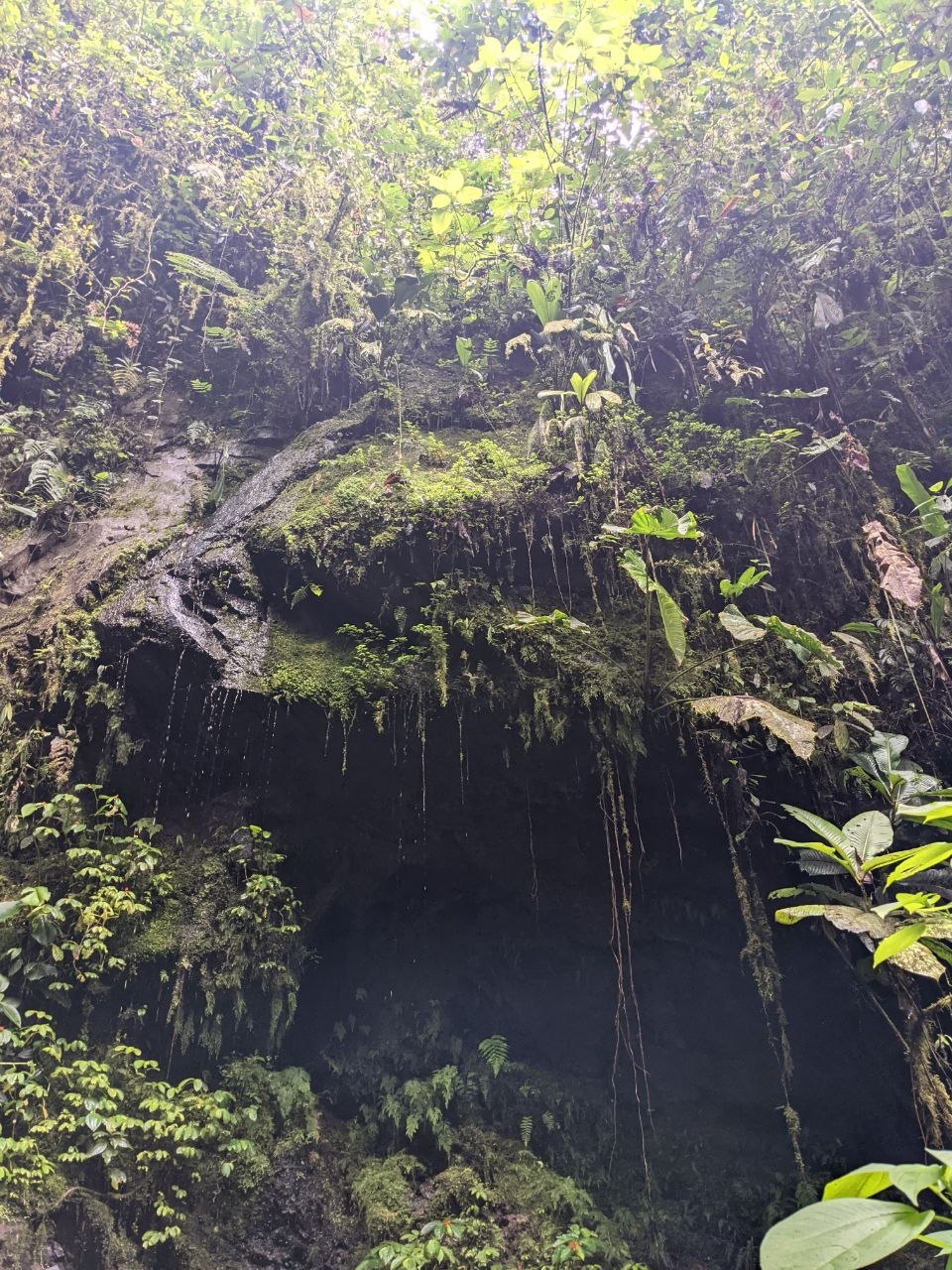 Misty jungle grotto with dripping water and lush green vegetation at Santuario de las Cascadas