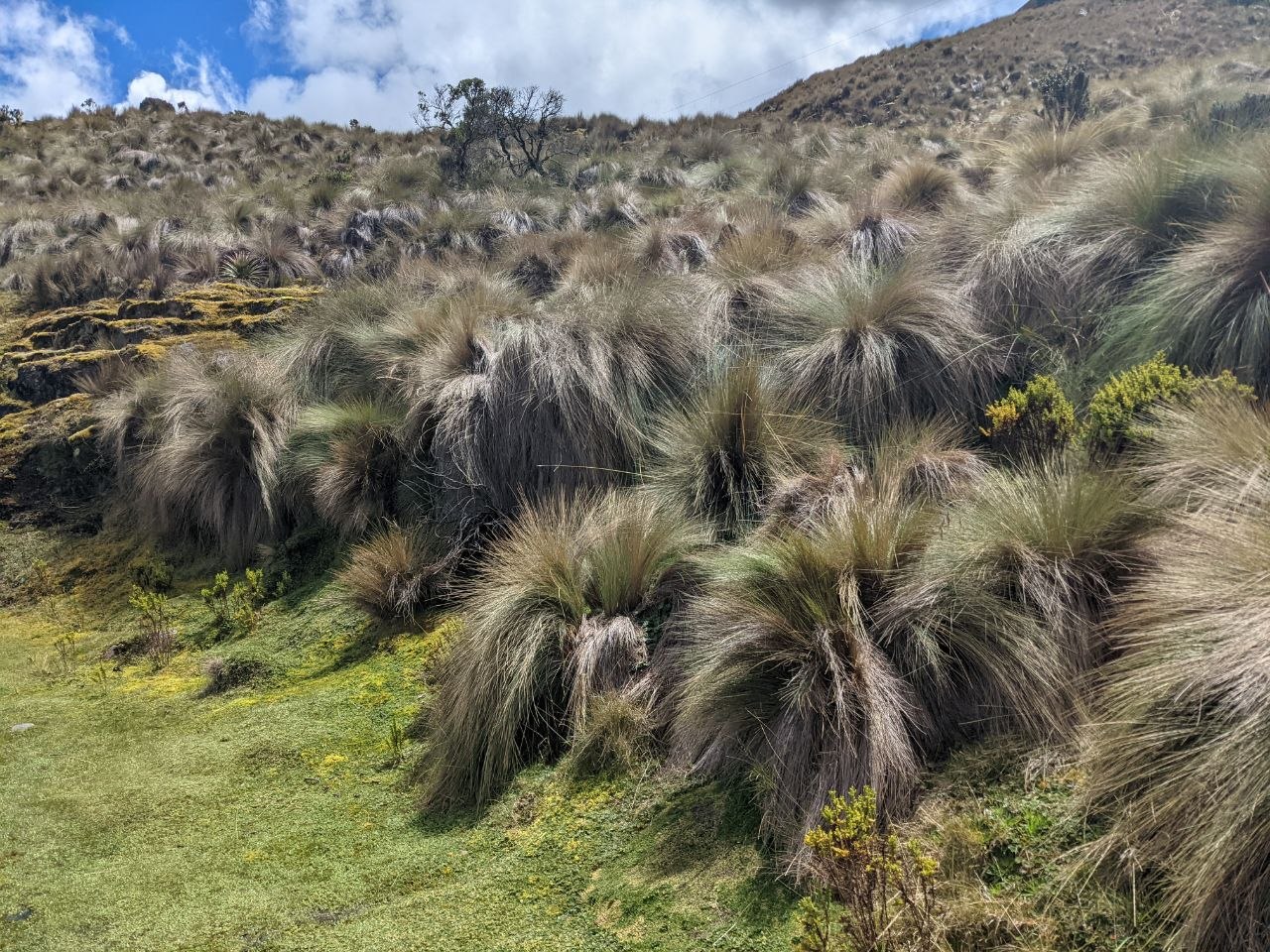 Dense tufted ichu grass covering the hillside of the Cajas páramo with small flowering plants in the foreground