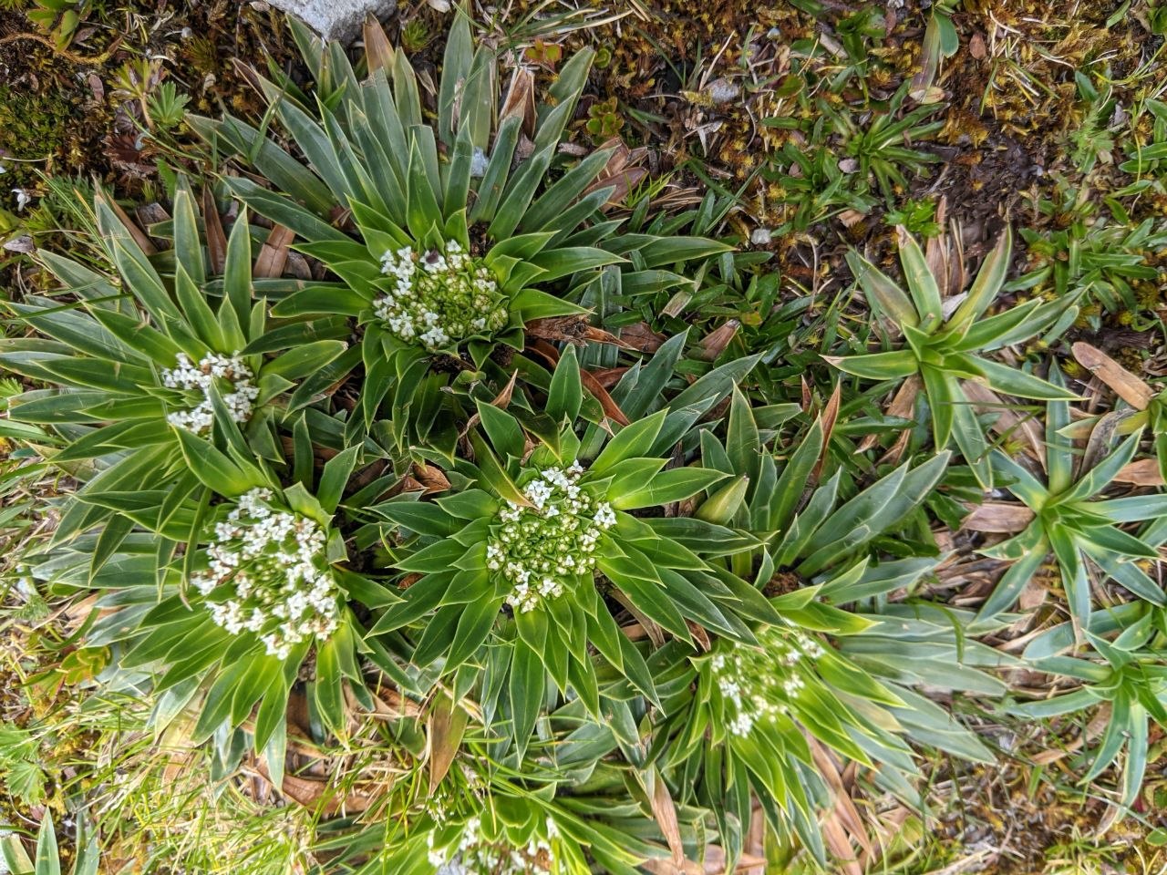Close-up of Valeriana rosette plants with small white flower clusters growing on the páramo floor in Cajas National Park
