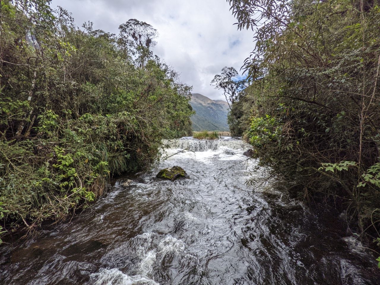 Swift river flowing through a polylepis cloud forest valley in the lower section of Cajas National Park with a mountain visible in the distance