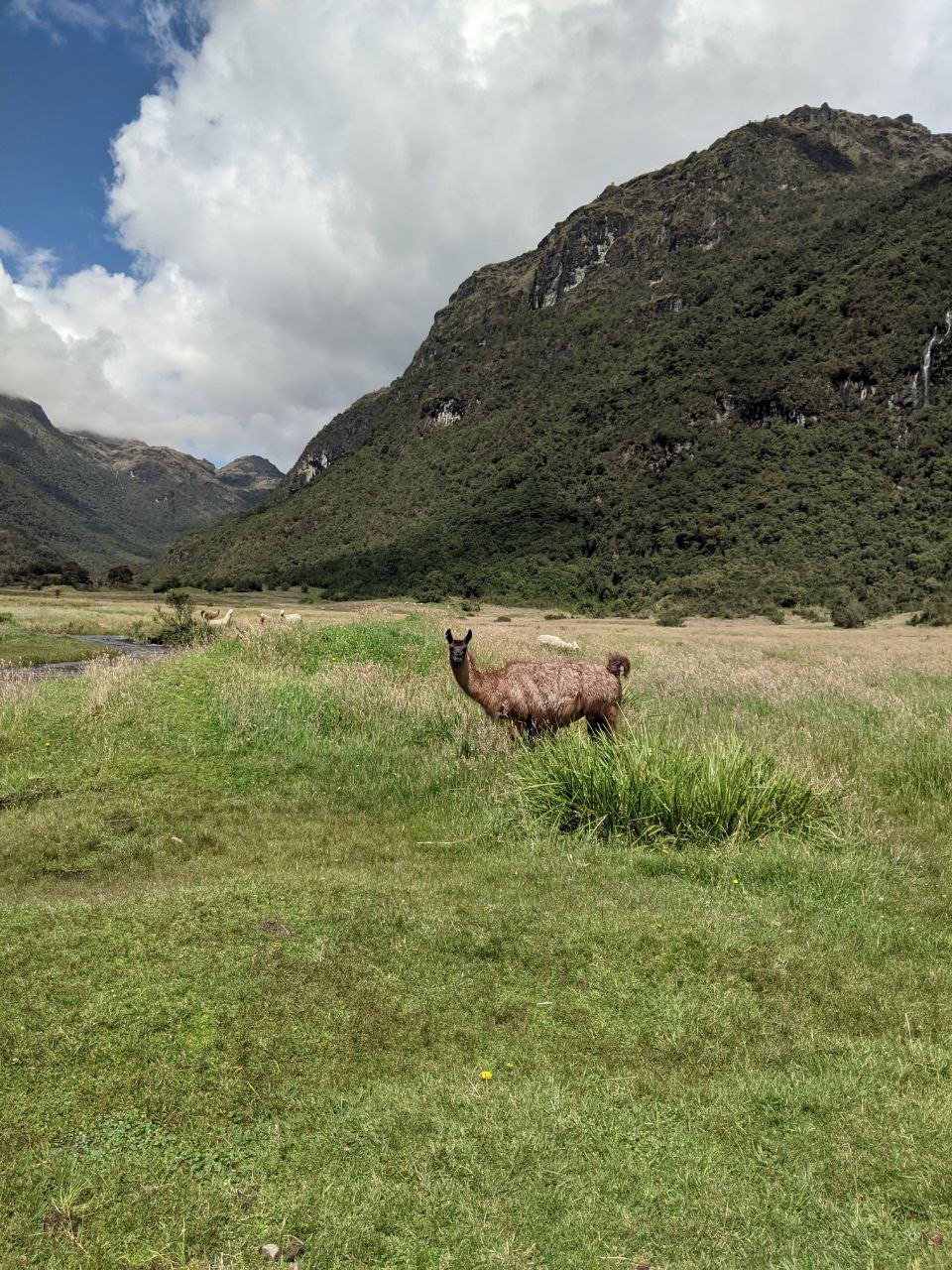 A llama grazing in a green valley meadow with steep cloud-forest-covered mountains and a waterfall in the background at Cajas National Park