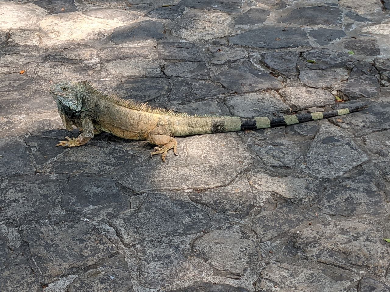 Large green iguana roaming freely across the cobblestone paths of Parque Bolívar (Parque Seminario) in Guayaquil, Ecuador
