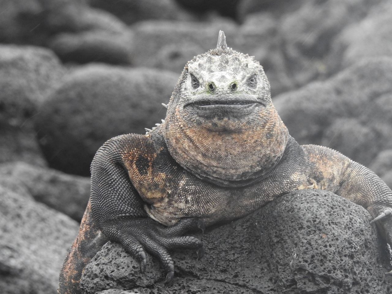 Close-up of a marine iguana resting on black lava rocks in the Galápagos Islands, facing the camera directly