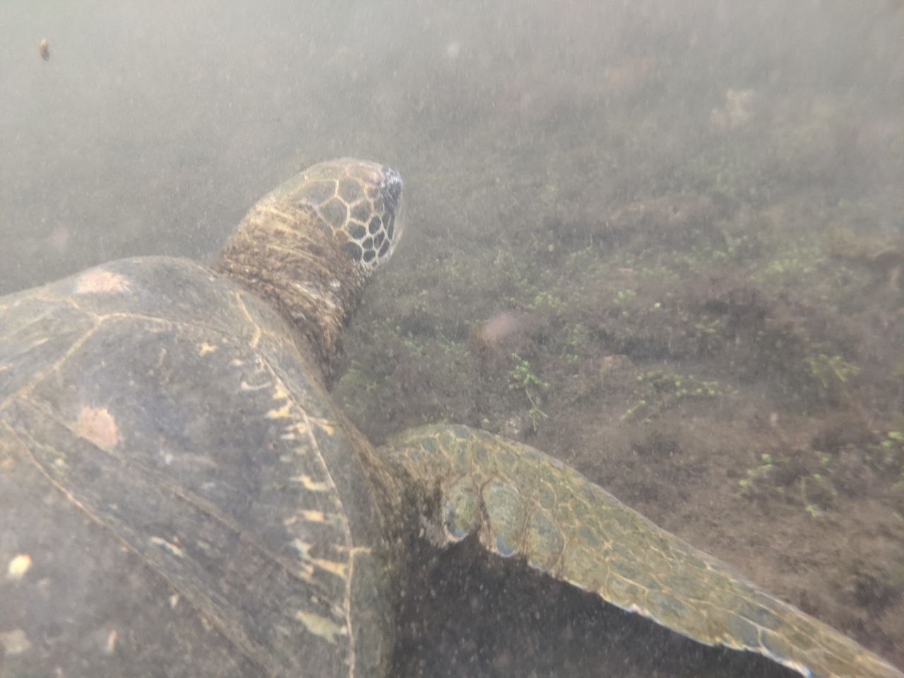 Green sea turtle swimming just below the surface in shallow coastal waters of the Galápagos Islands