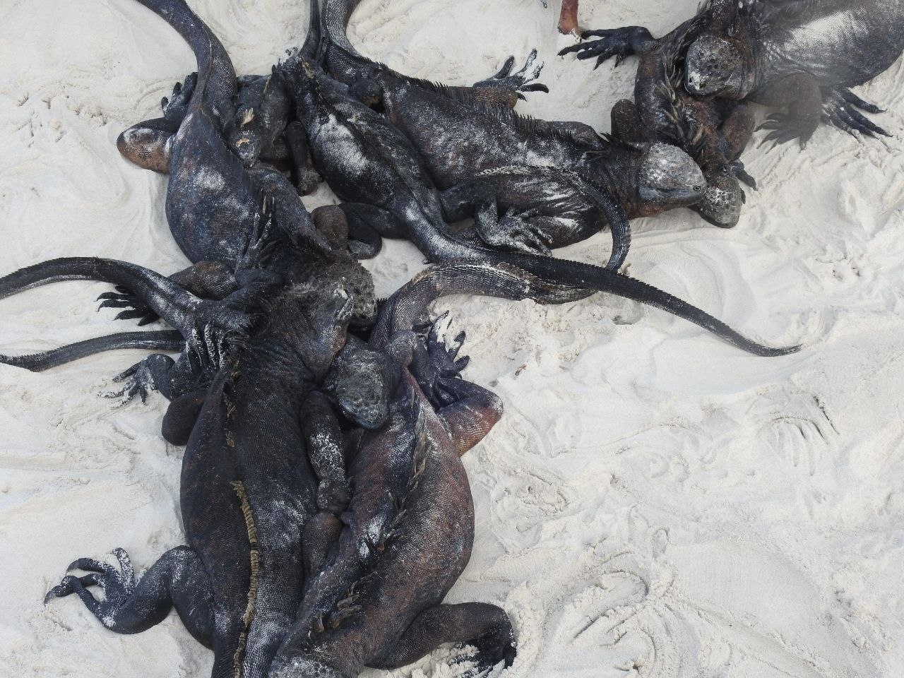 A group of marine iguanas piled together on white sand beach in the Galápagos Islands