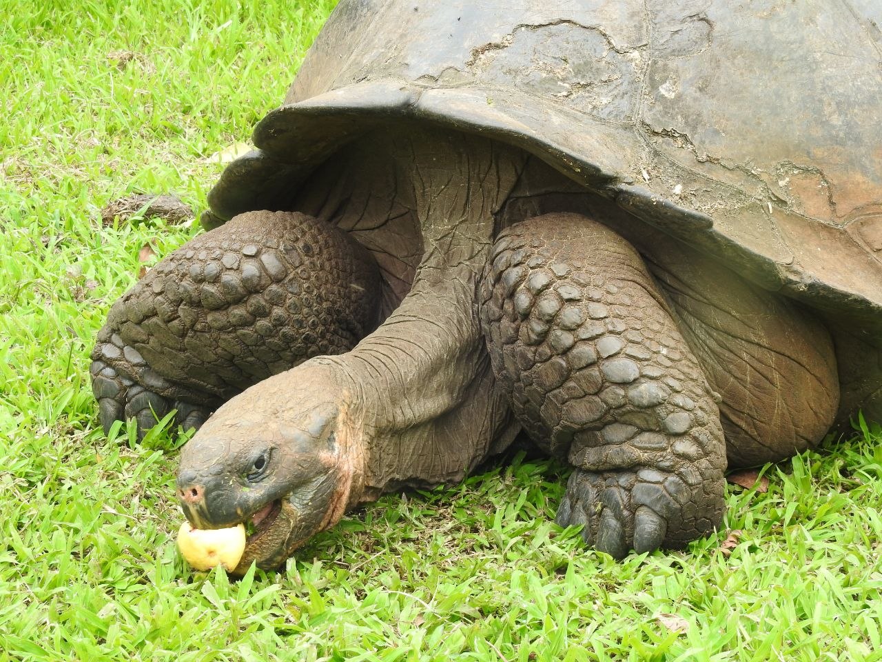 Galápagos giant tortoise eating fruit on green grass, its massive domed shell and wrinkled neck clearly visible