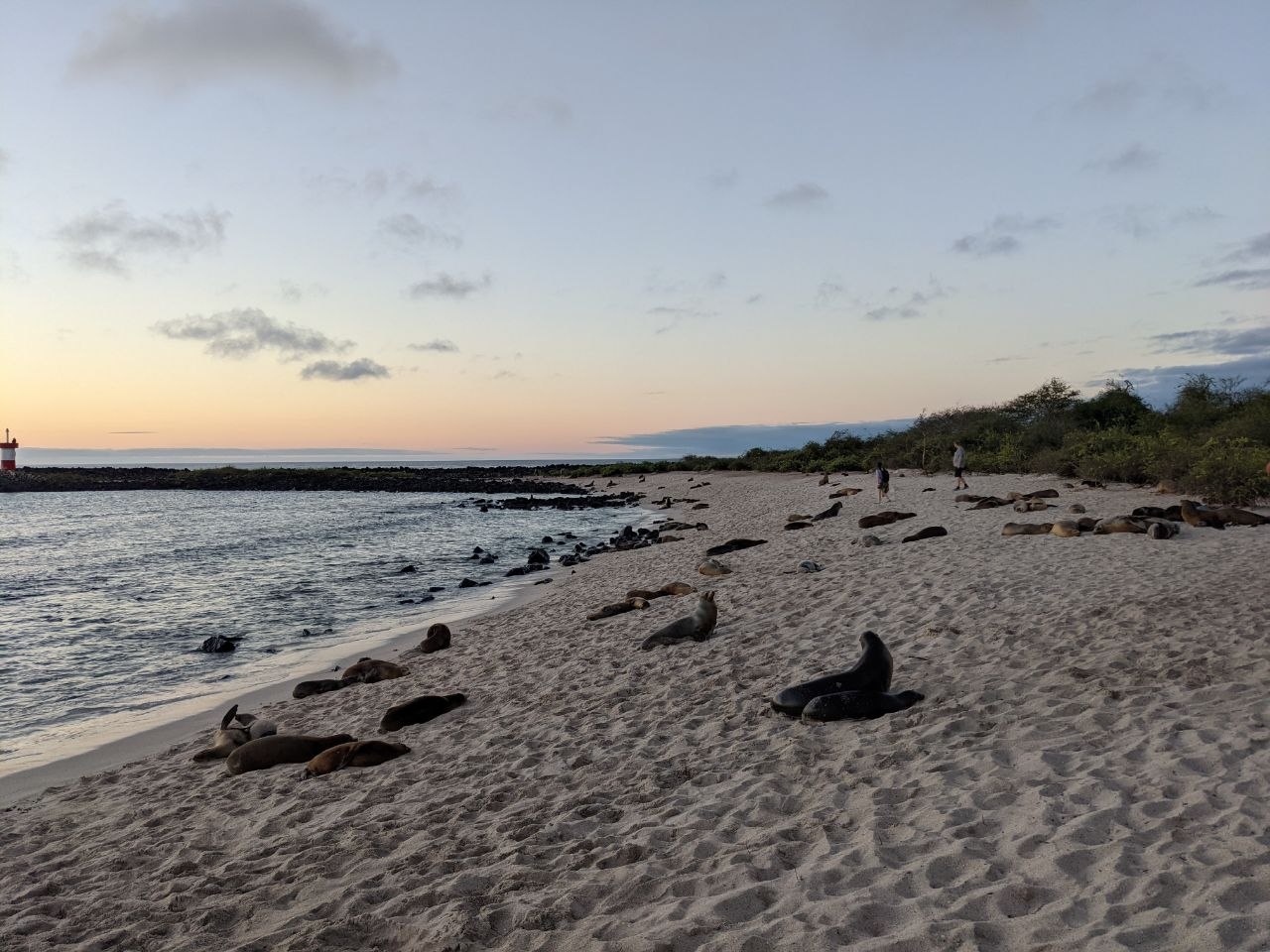 Dozens of Galápagos sea lions hauled out on a white sand beach at dusk, with a lighthouse and calm water in the background