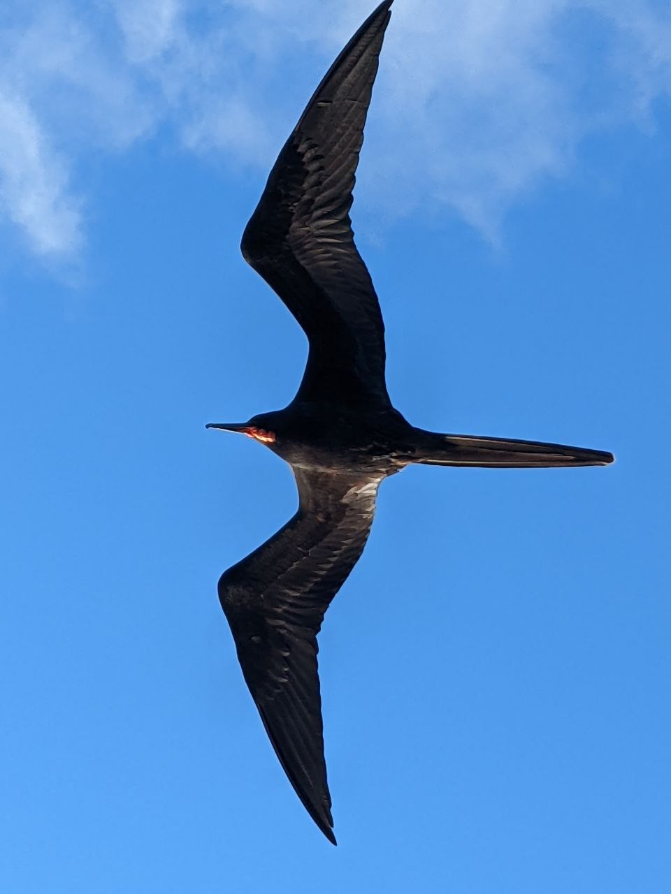 Magnificent frigatebird soaring against a bright blue sky in the Galápagos Islands, its long forked tail and angular wings fully extended
