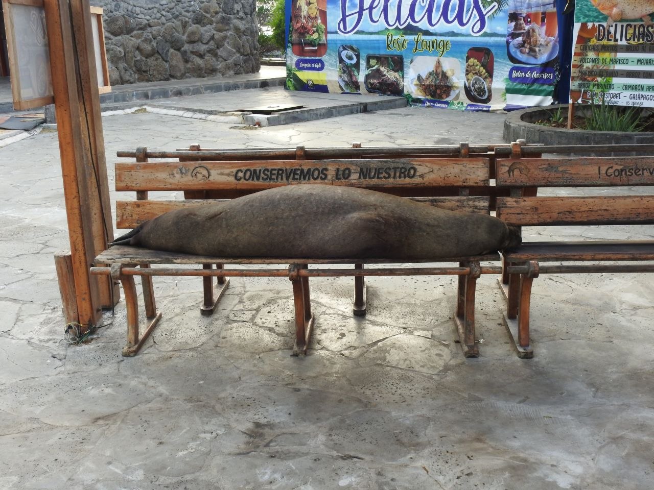 A Galápagos sea lion sleeping on a wooden bench in a town plaza, with restaurant signage reading 'Delicias' in the background
