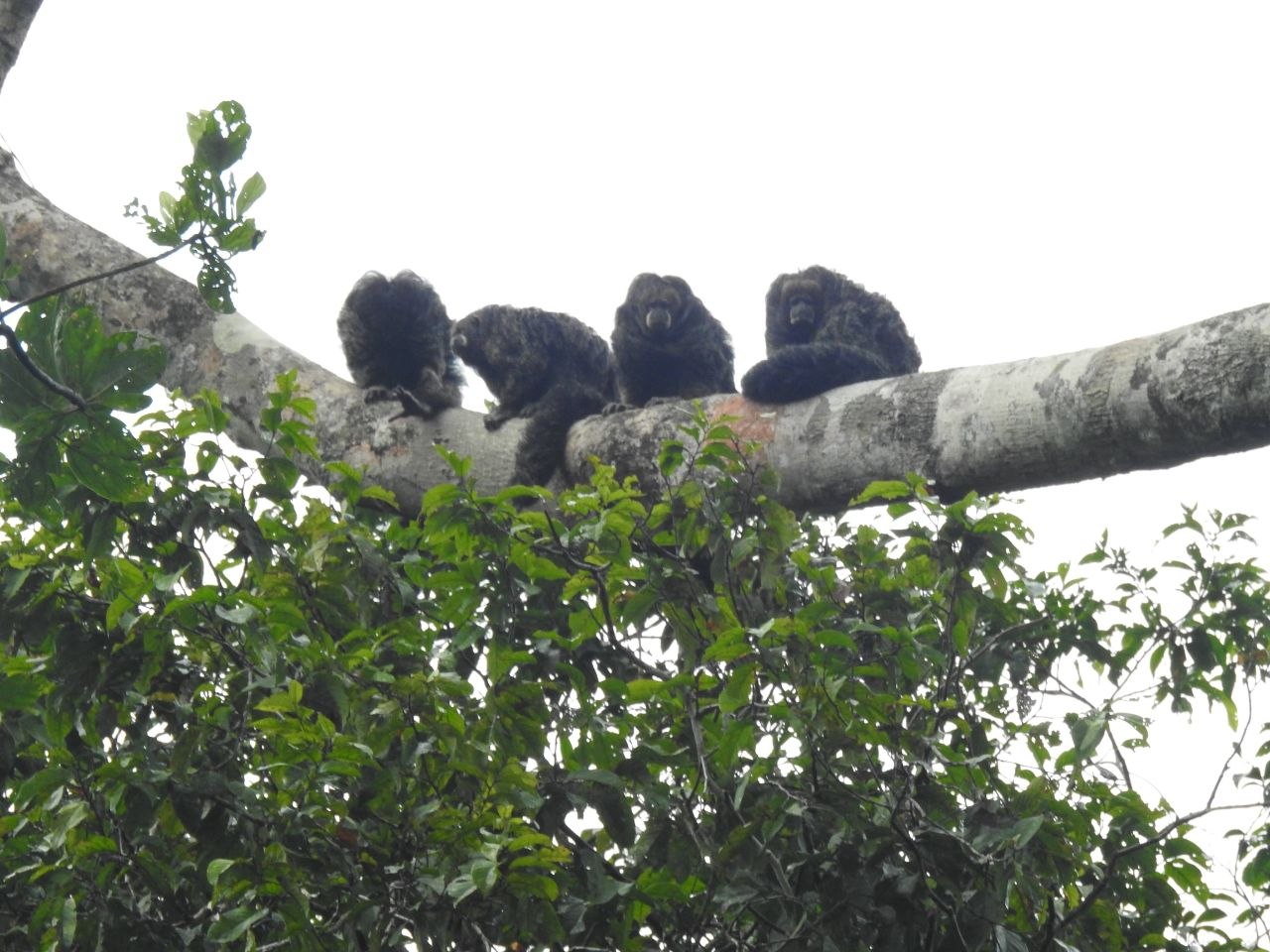 Four black howler monkeys resting together on a large horizontal tree branch high in the forest canopy at Cuyabeno Wildlife Reserve