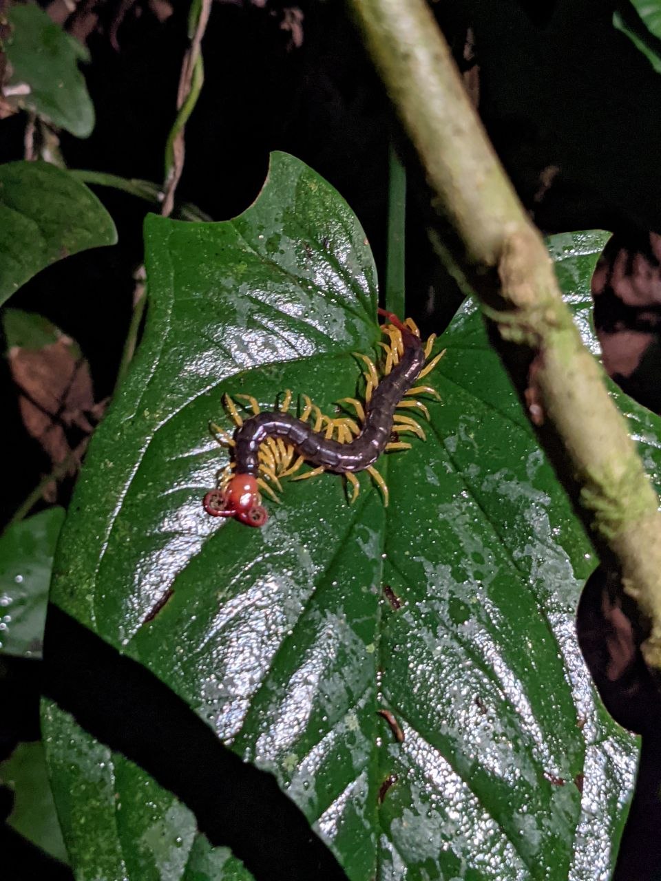 A dark-bodied centipede with yellow legs and a vivid red head curled on a wet green leaf during a night walk in Cuyabeno Wildlife Reserve