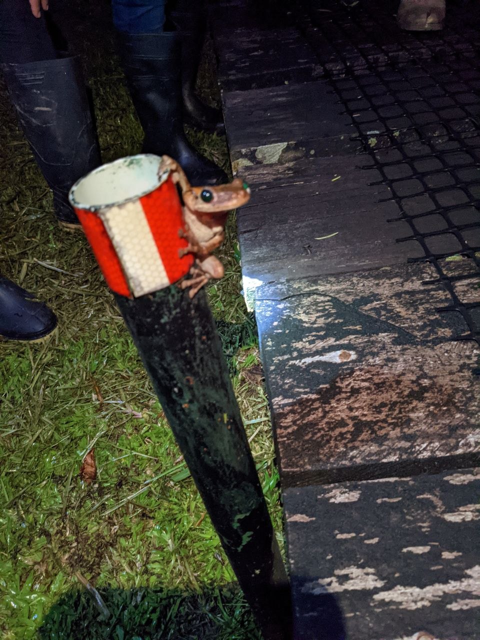 A small orange and brown tree frog clinging to a red and white painted post at night near a wooden walkway in Cuyabeno Wildlife Reserve