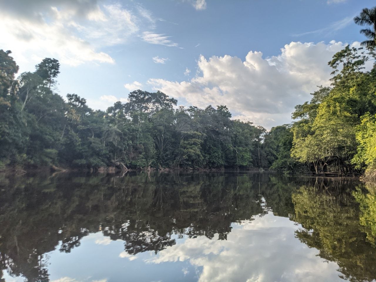 A calm blackwater river in Cuyabeno Wildlife Reserve perfectly reflecting the surrounding rainforest canopy and blue sky with white clouds