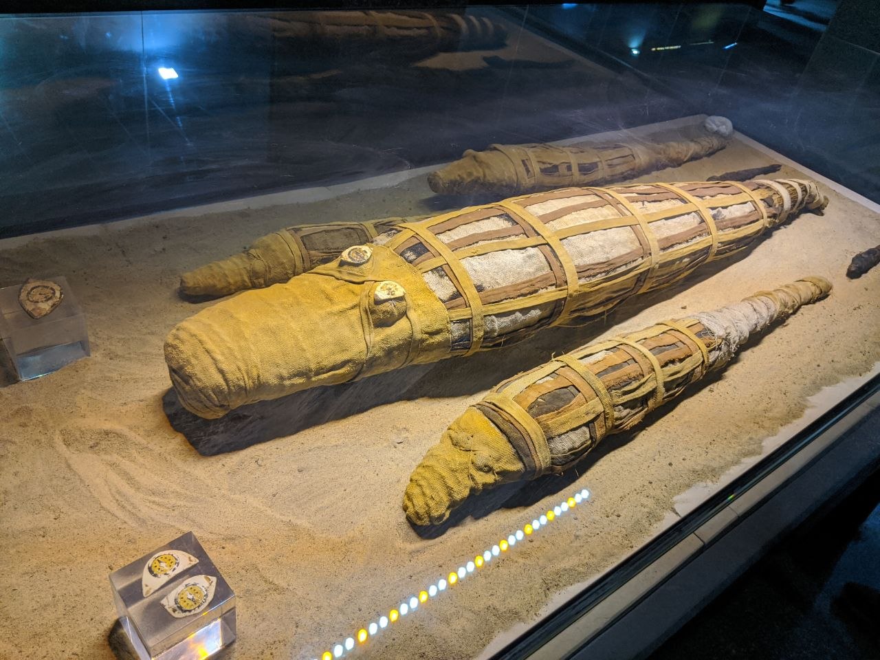 Two mummified crocodiles of different sizes displayed in a sand-filled glass case in the Crocodile Museum at Kom Ombo, their linen wrappings and faience amulets still intact