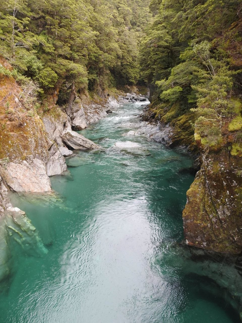 Looking down from the Blue Pools swingbridge into a narrow schist gorge on the Makarora River, the water a deep jewel-like teal flowing between moss-covered rock walls under an overcast sky, beech forest crowding the gorge rim above
