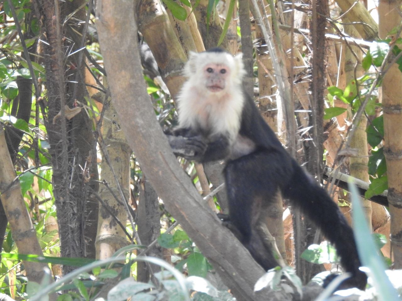 Tamarindo, Costa Rica