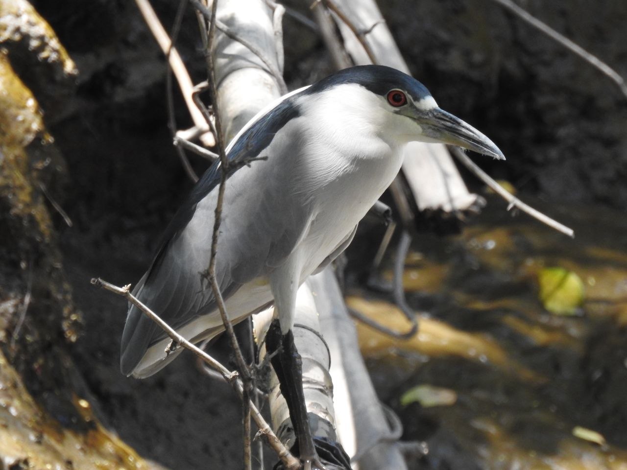 Tamarindo, Costa Rica