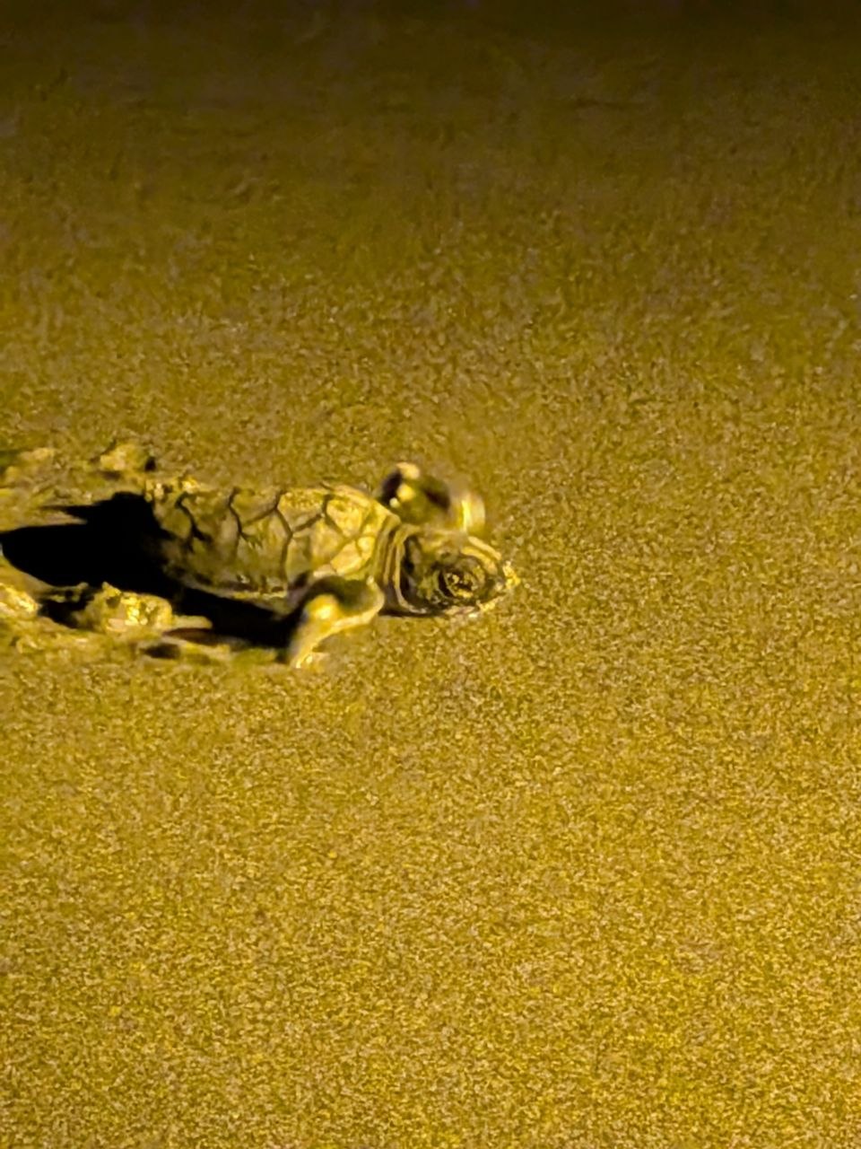 Tamarindo, Costa Rica