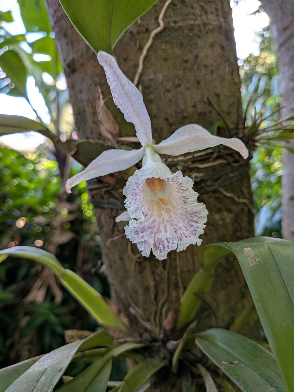 A white and purple orchid growing on a tree trunk at the Monteverde Orchid Garden, Costa Rica