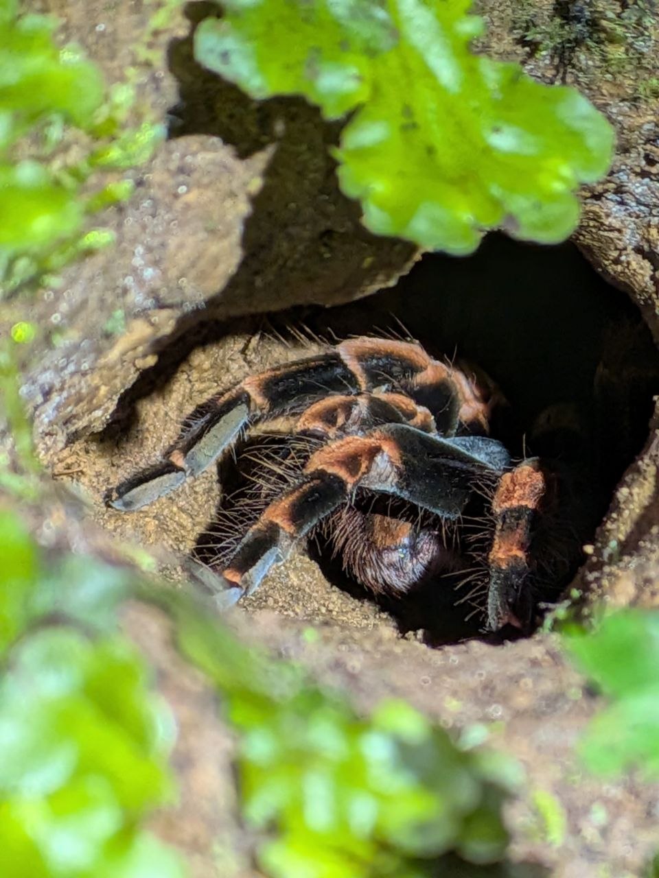 A tarantula nestled inside a hollow tree trunk along a trail at Santa Elena Cloud Forest Reserve, Monteverde, Costa Rica