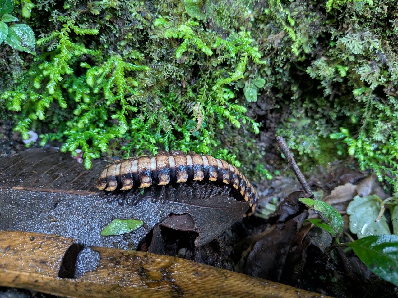 A large millipede crawling along a wet wooden railing on a misty trail at Santa Elena Cloud Forest Reserve, Monteverde, Costa Rica