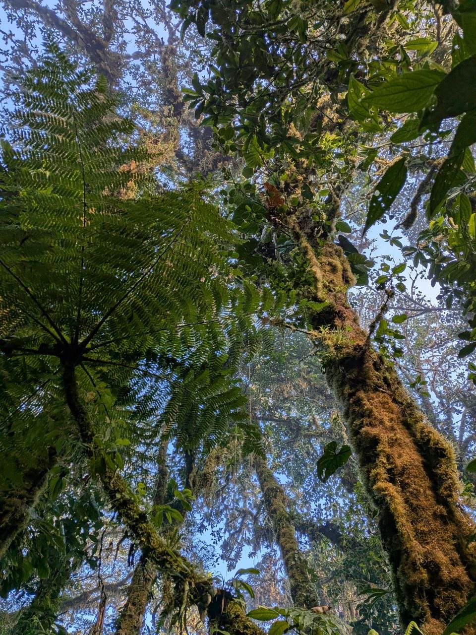 Looking up through moss-covered trees and giant tree ferns into the canopy at Santa Elena Cloud Forest Reserve, Monteverde, Costa Rica