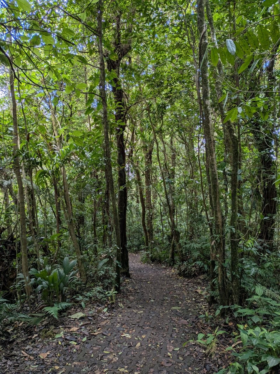 A narrow dirt trail winding through dense green cloud forest at the Monteverde Cloud Forest Biological Reserve, Costa Rica
