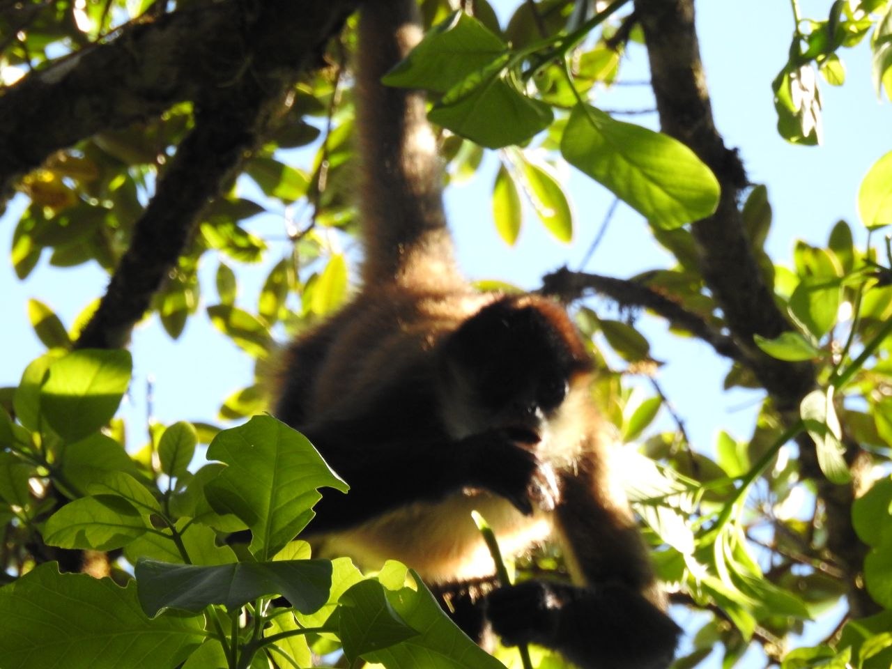 A spider monkey silhouetted against the sky while clinging to branches in the canopy at Monteverde Cloud Forest Biological Reserve, Costa Rica