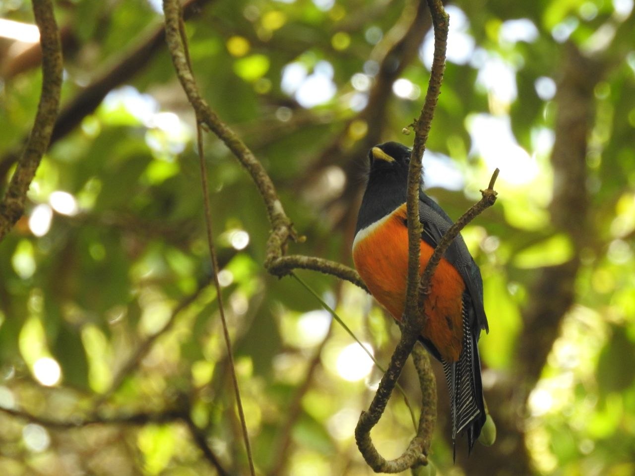 An orange-bellied trogon perched on a branch in the cloud forest at Monteverde Cloud Forest Biological Reserve, Costa Rica
