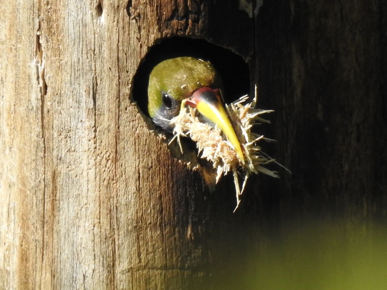 A trogon peering out from a nesting hole in a tree trunk at Finca Ecológica San Luis, Monteverde, Costa Rica