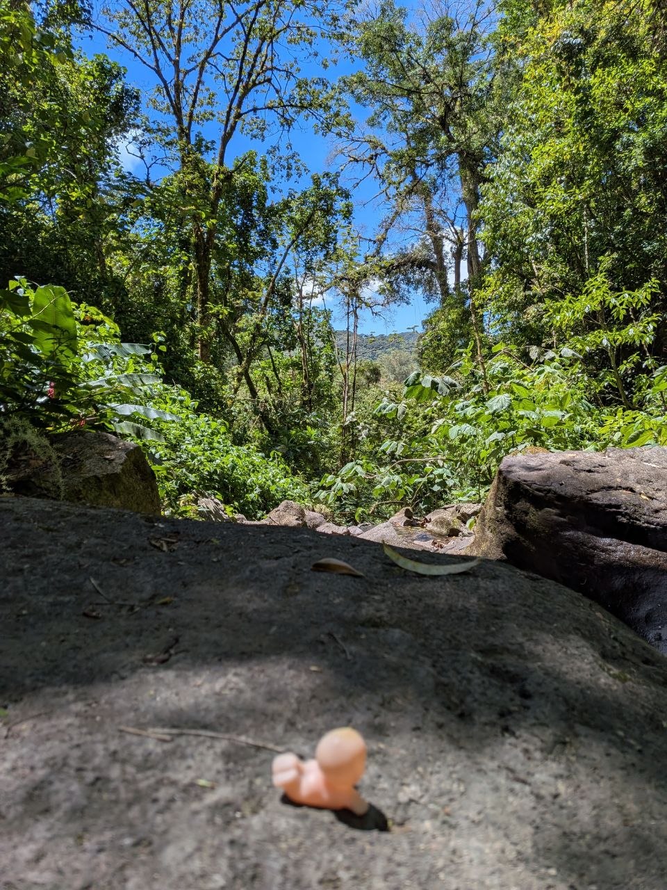 A forested ravine trail at Finca Ecológica San Luis, San Luis valley, Monteverde, Costa Rica