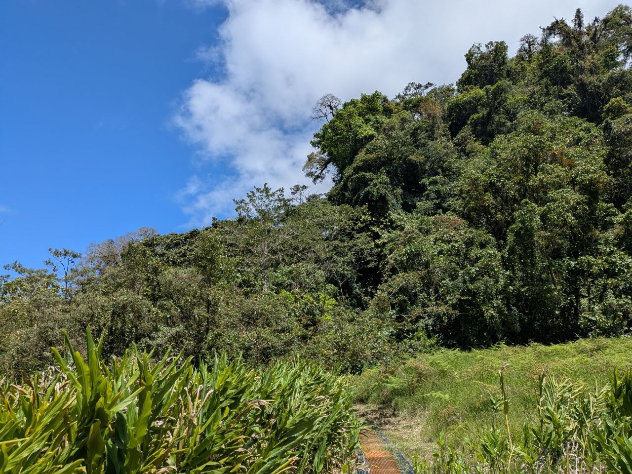 Lush pasture and cloud forest edge at Finca Ecológica San Luis under a blue sky, Monteverde, Costa Rica