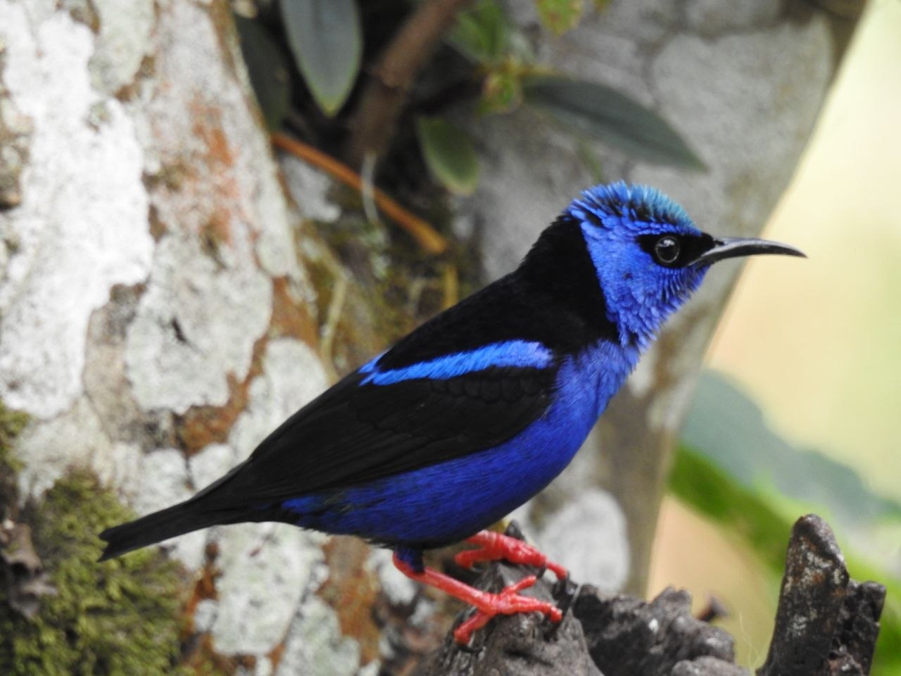 A red-legged honeycreeper with vivid blue plumage perched on a branch at Finca Ecológica San Luis, Monteverde, Costa Rica