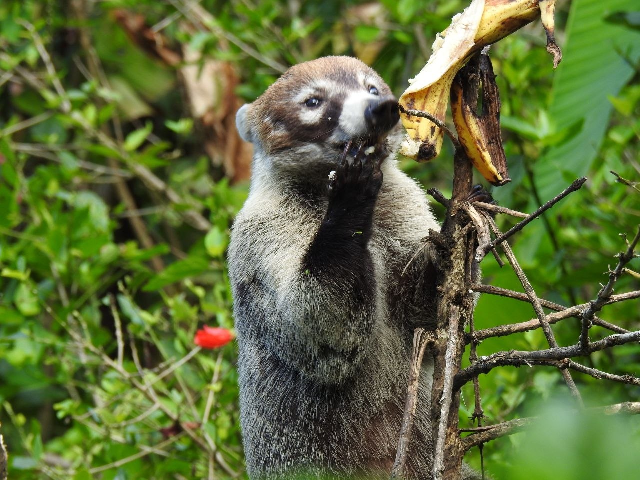 A white-nosed coati eating a banana while perched in a tree at Finca Ecológica San Luis, Monteverde, Costa Rica