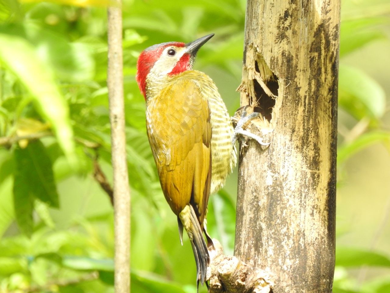A Hoffmann's woodpecker clinging to a tree trunk at Finca Ecológica San Luis, Monteverde, Costa Rica