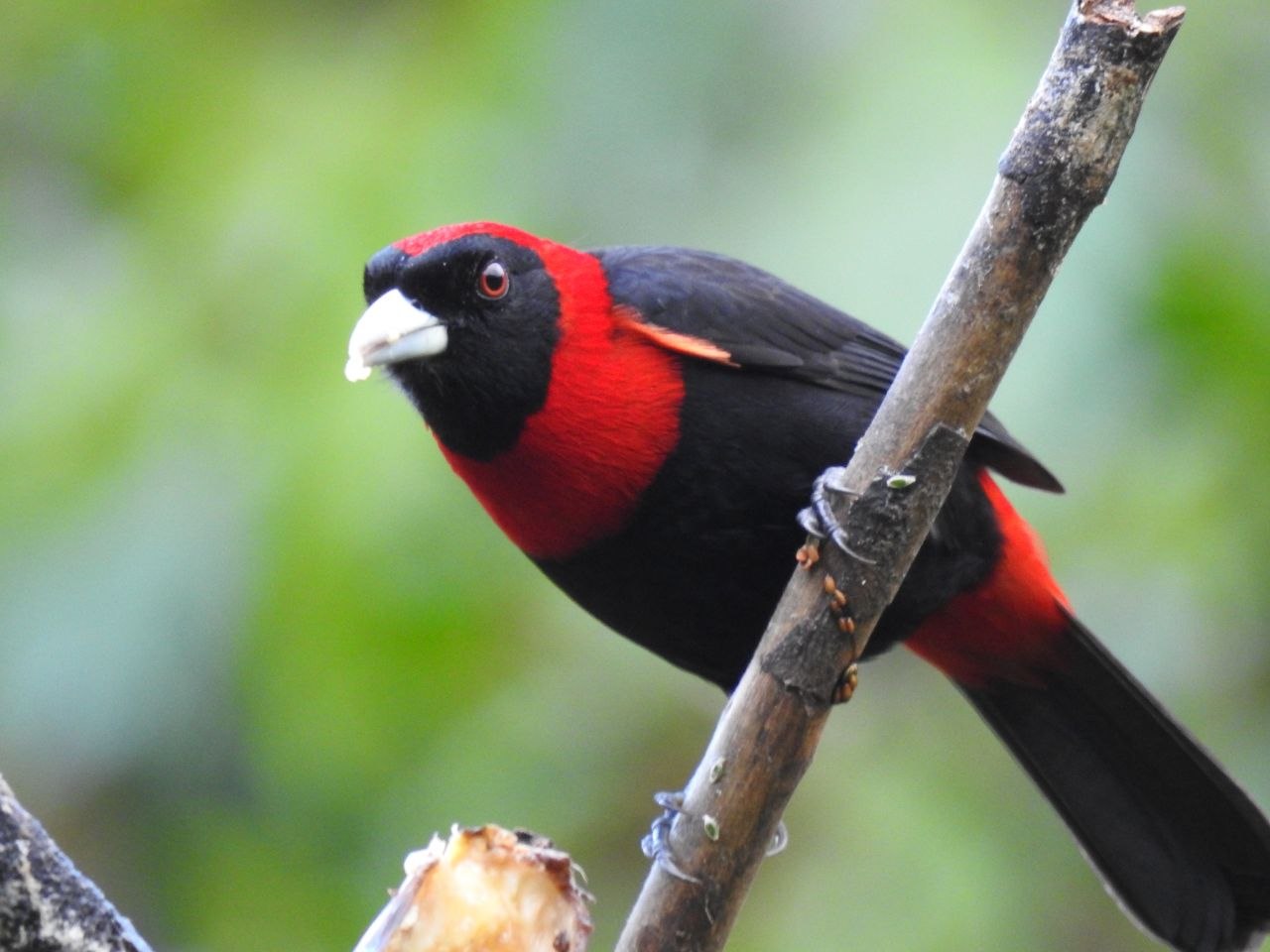 A crimson-collared tanager perched on a branch at Finca Ecológica San Luis, Monteverde, Costa Rica