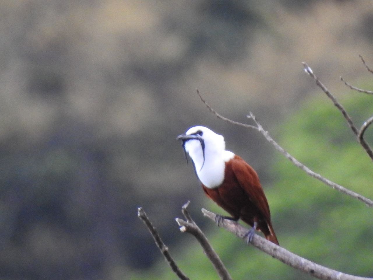 A three-wattled bellbird perched on a bare branch against a green hillside at Finca Ecológica San Luis, Monteverde, Costa Rica